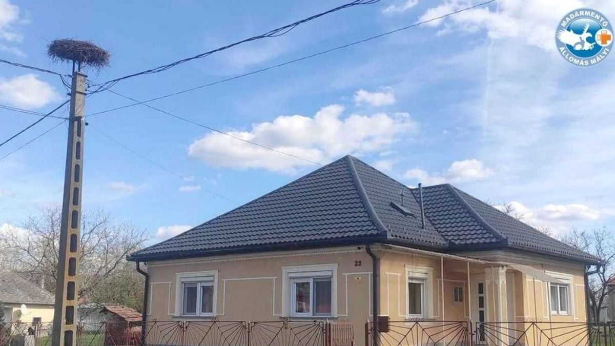 Vége a geleji gólyaterrornak, megtalálták a „gólyaűzőt”