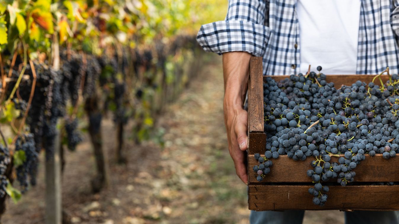 Close,Up,Of,Male,Farmer,Or,Winemaker,Is,Walking,In