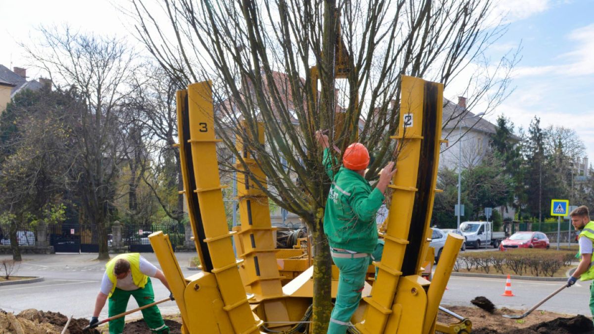 Karácsony állítja, tovább zöldítik Budapestet: elültettek egy fát
