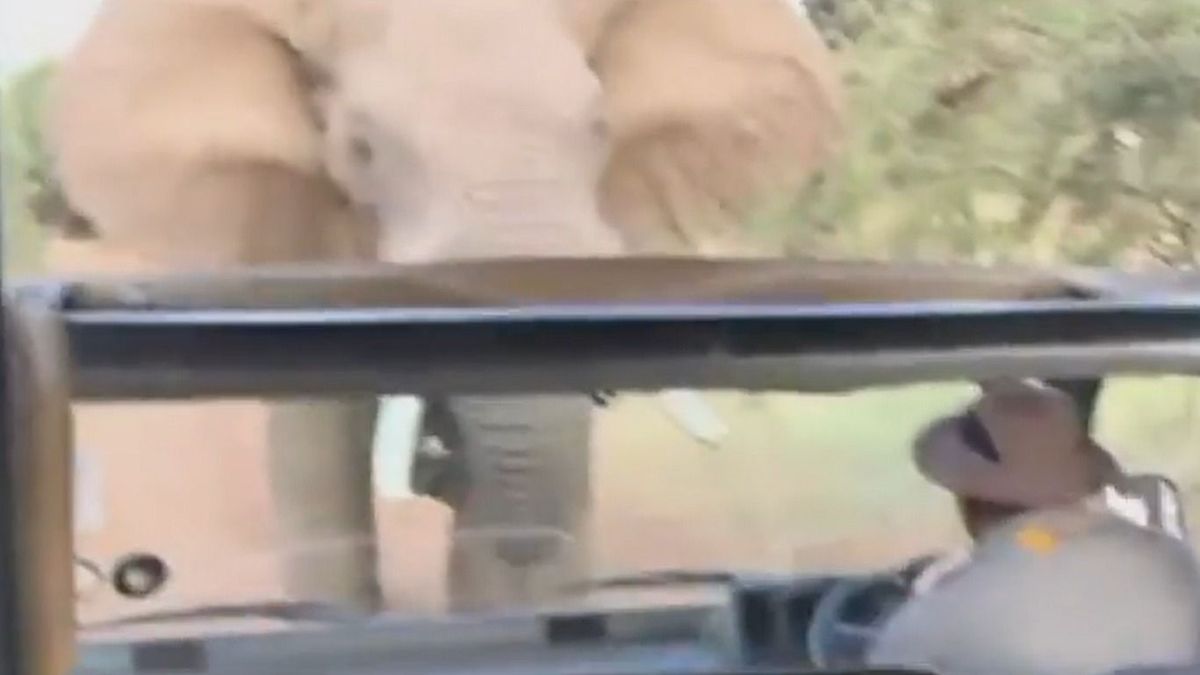 Rátámadt egy utasokkal teli buszra egy elefánt (videó)