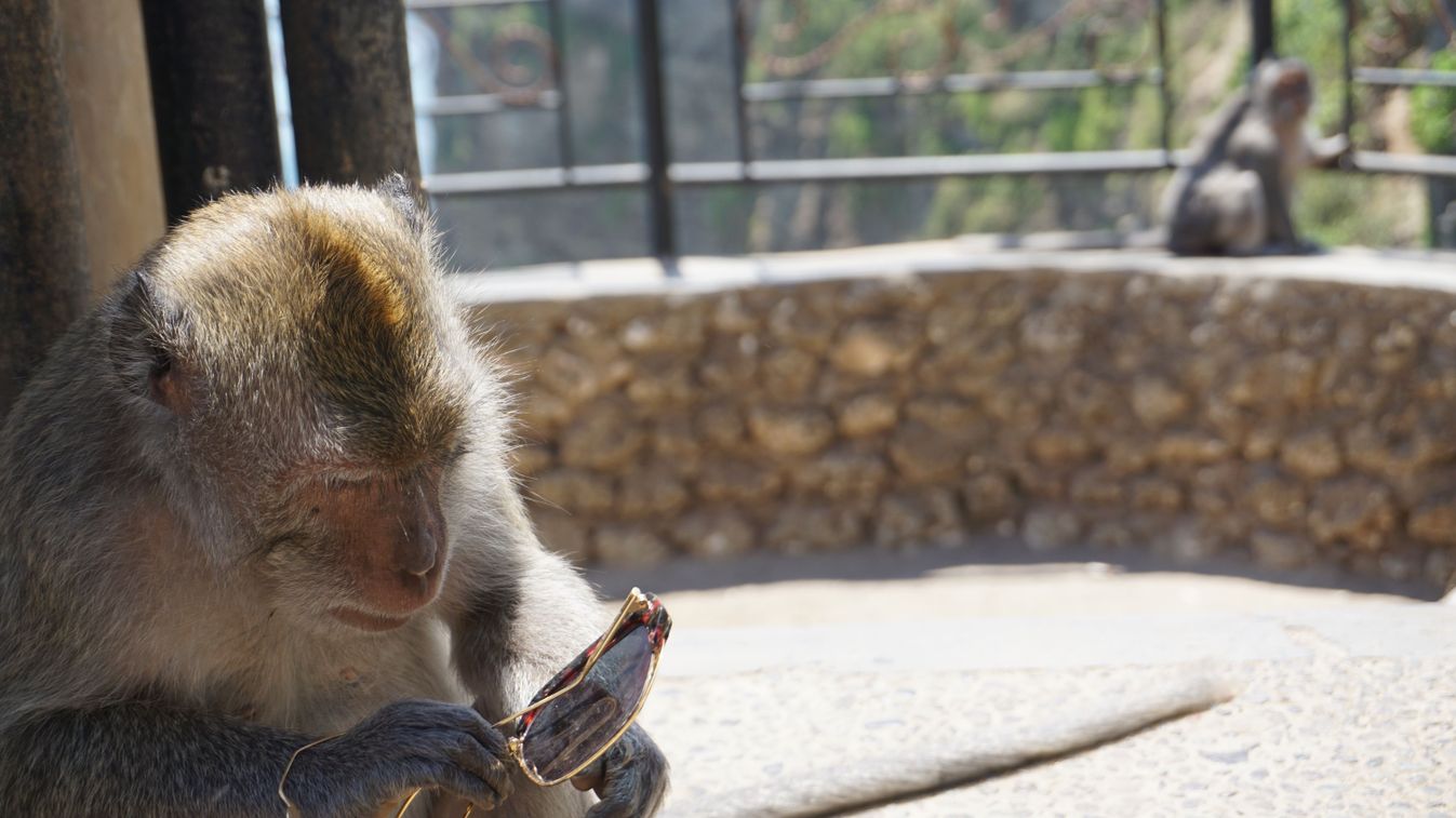 Balinese,Long-tailed,Macaque,With,Stolen,Broken,Sunglasses,|,Ubud,Monkey