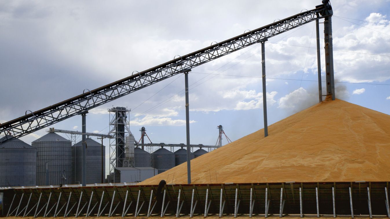 Wheat being off loaded onto "stadium stack"