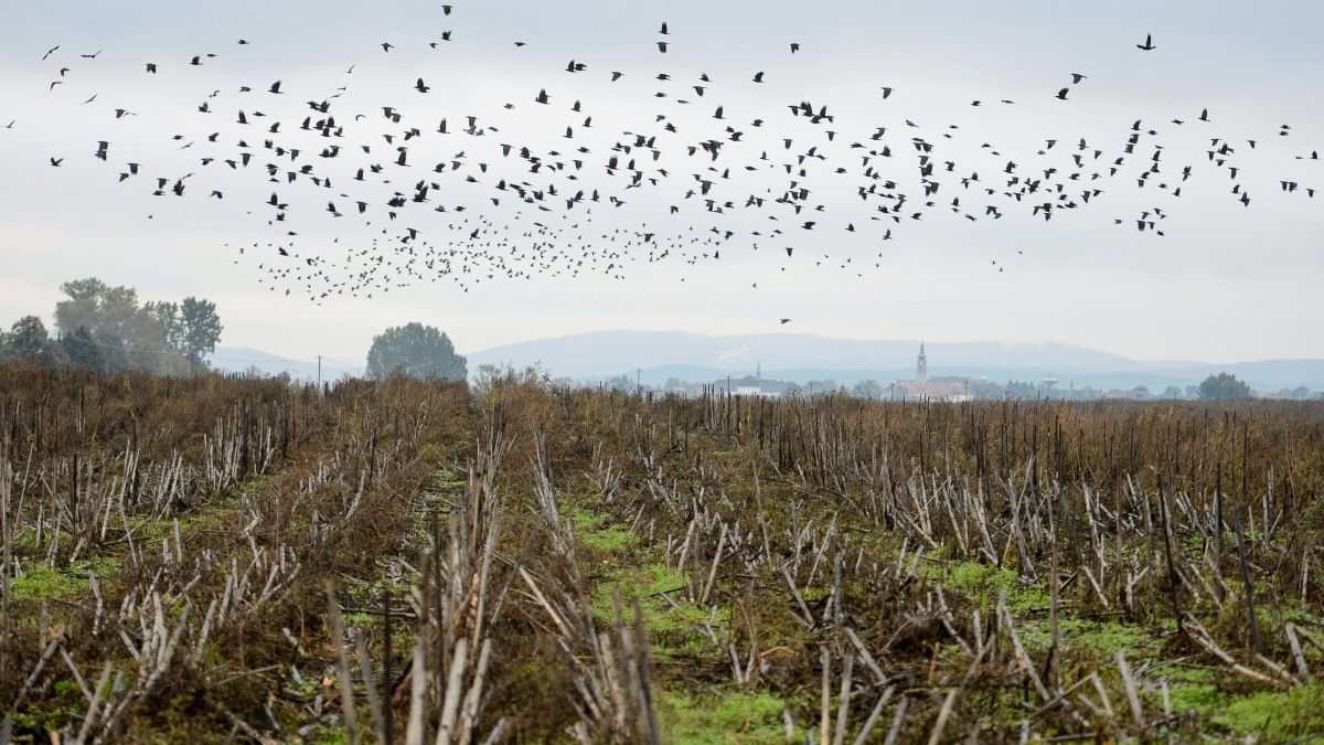 Eresztékeiben recseg az EU agrártámogatási rendszere