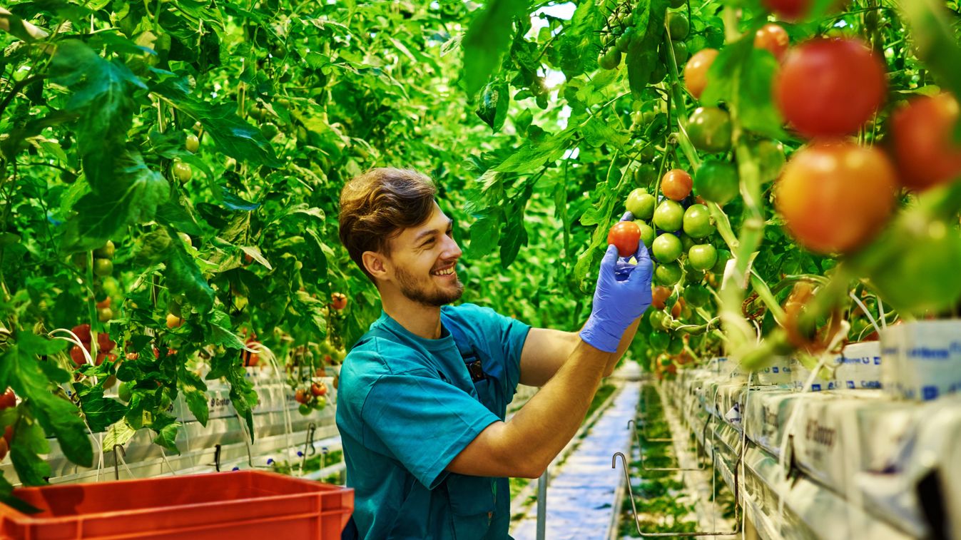 Friendly,Farmer,At,Work,In,Greenhouse