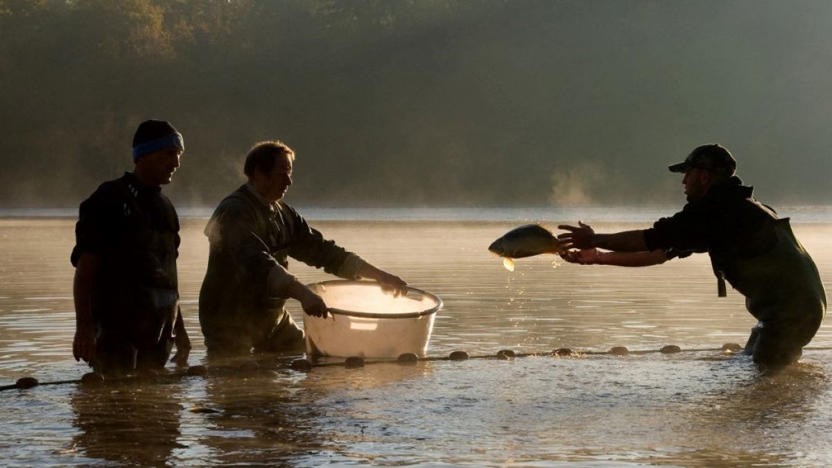 Elképesztő: újra kifogták a dunai piros óriás halat