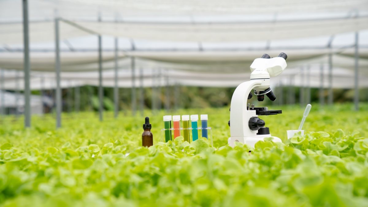 Az uniós választásokig már nincs idő a GMO-szabályozás fellazítására