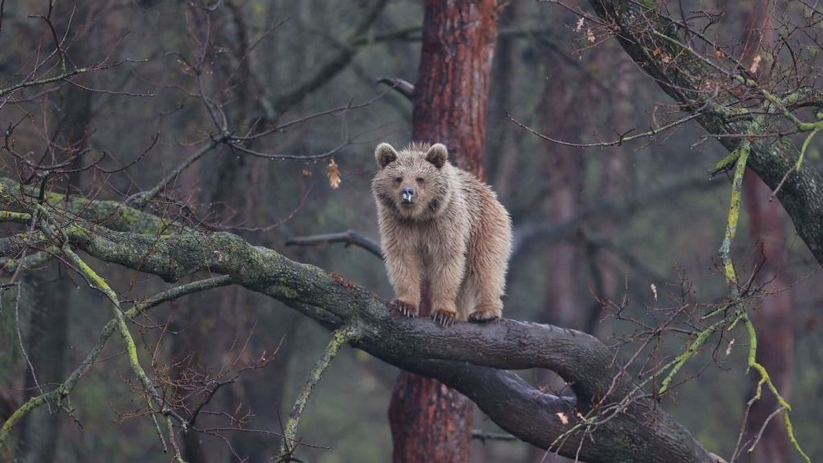 Ezt mondja a szakértő a medvetámadásokról (VIDEÓ)