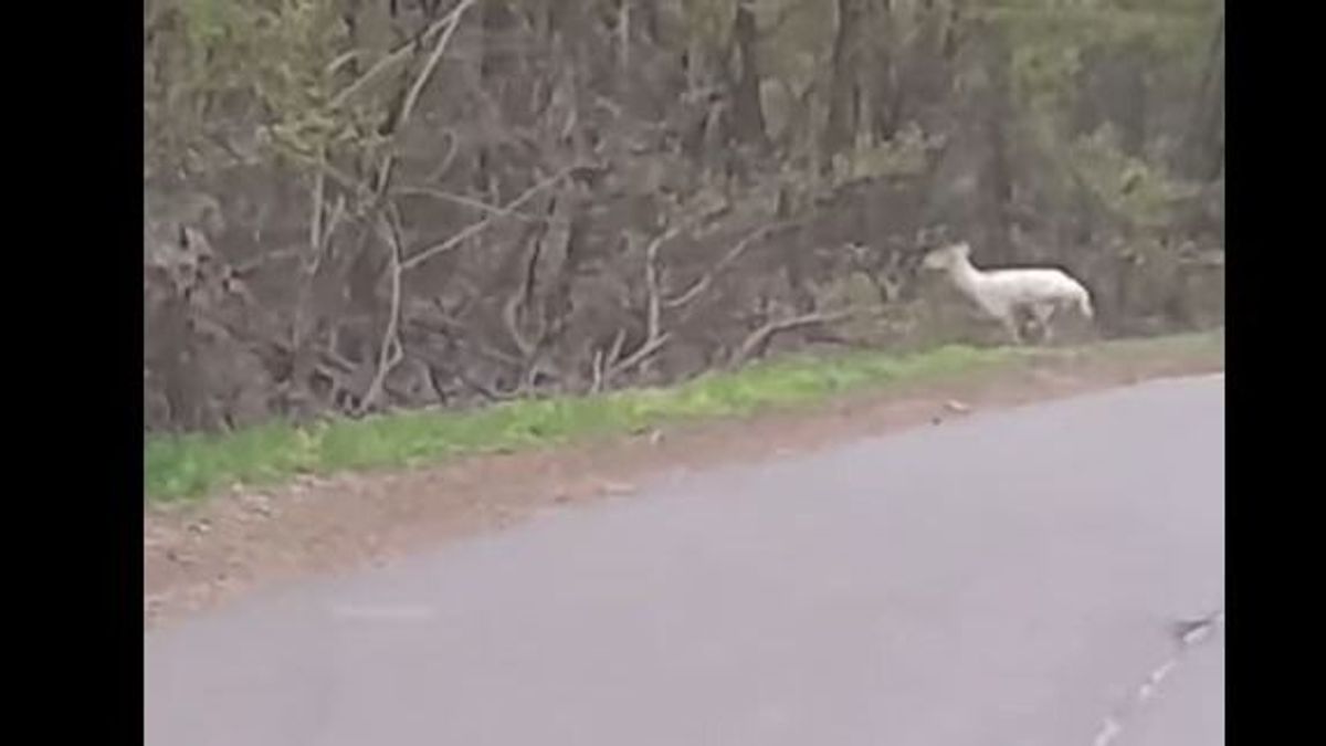 Egy gyönyörű hófehér szarvast kaptak lencsevégre Debrecennél (Videó)
