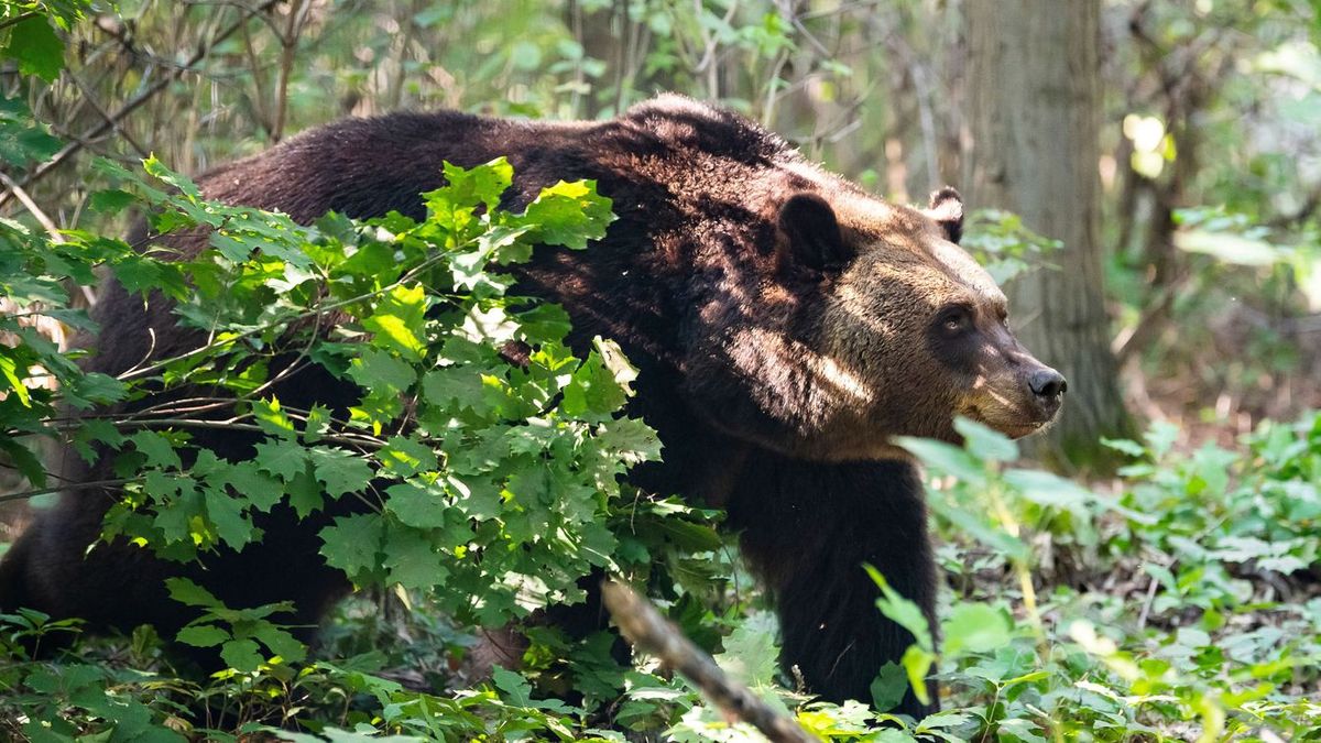Lassan már mindennaposak a medvetámadások Szlovákiában