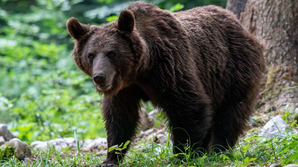 Rendkívüli helyzetet hirdetnek a felvidéki medvetámadások miatt