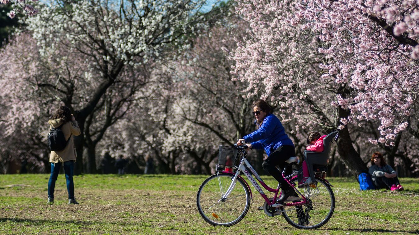 People enjoying sunny weather under almond trees with