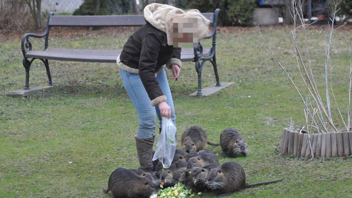 Elég cuki, de veszélyes lehet a hódpatkány