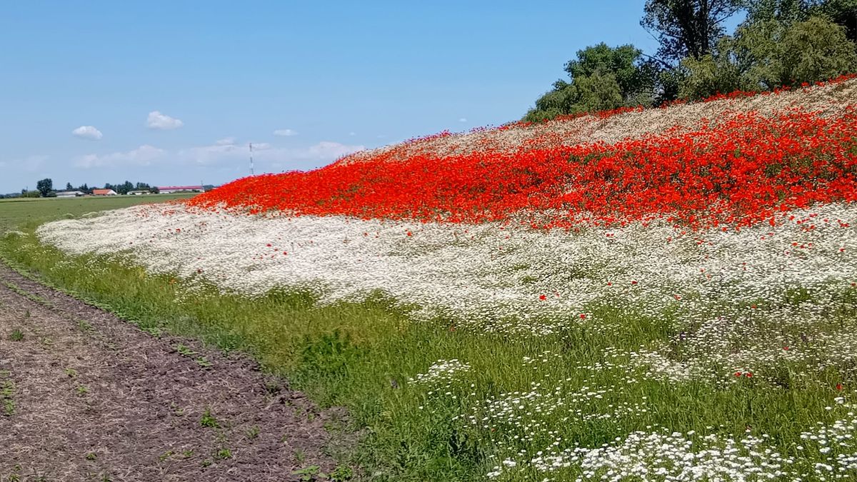 Hihetetlen fotón, ahogy nemzeti színű lobogót festett a természet a zagyvarékasi gátra