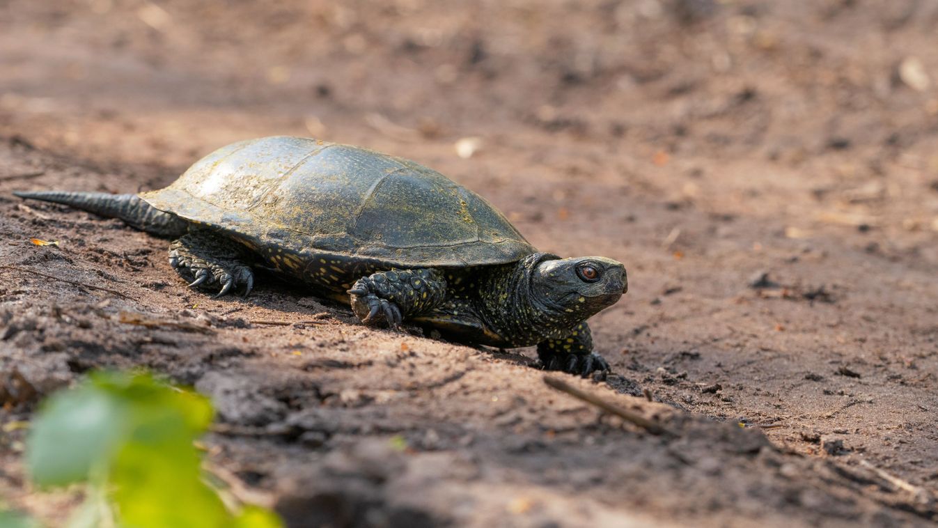 The,European,Pond,Turtle,(emys,Orbicularis),,Also,Called,The,European