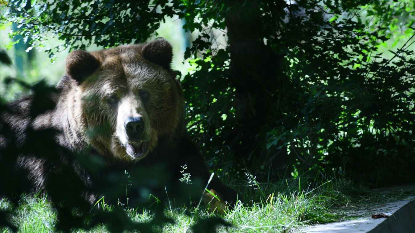 In the Visitor Center of the Abruzzo National Park of Pescasseroli you can see three specimens of Brown Bear from Romania where they were used for circus shows, Italy