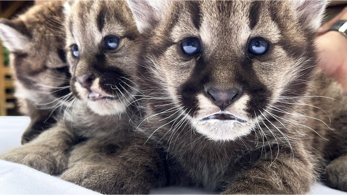 Puma hármasikrek születtek a Nyíregyházi Állatparkban