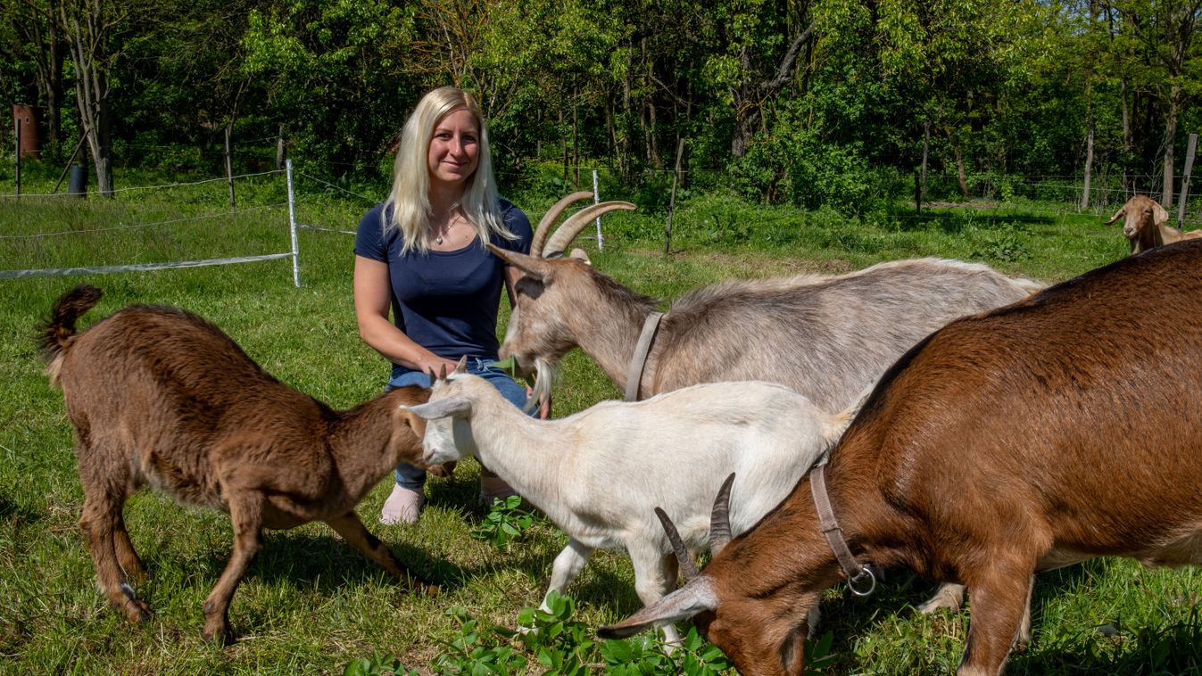 Kecskefarm a határban