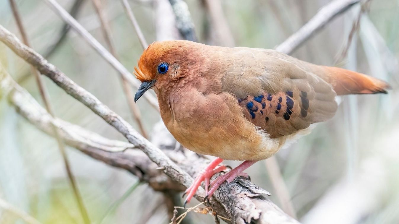 A,Very,Rare,And,Endangered,Blue-eyed,Ground,Dove,Is,Perched