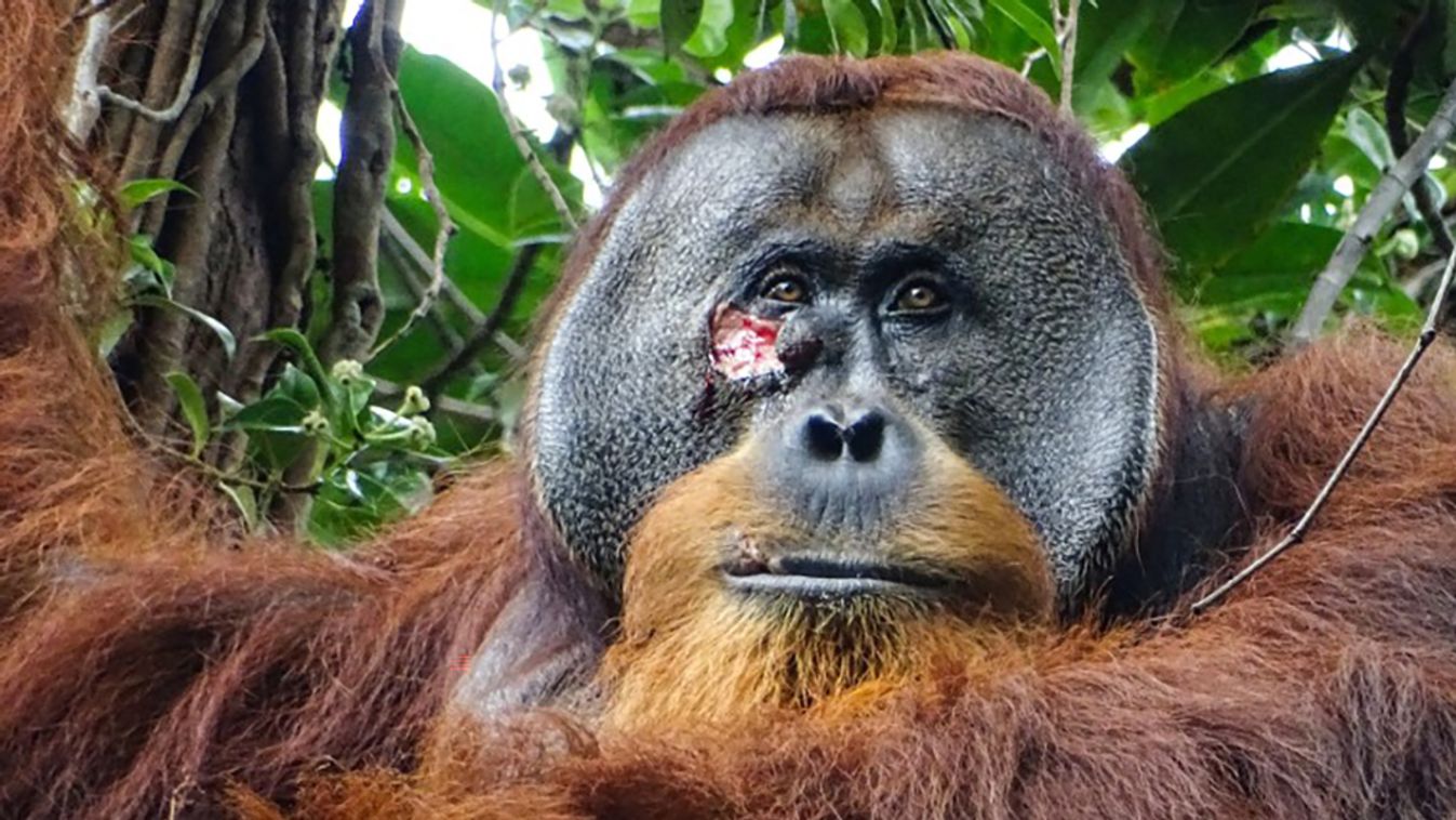 Öngyógyító orangután