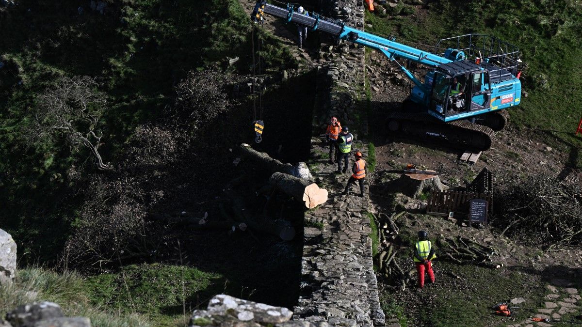 Elpusztították a világ egyik leghíresebb fáját, nem lett jó vége