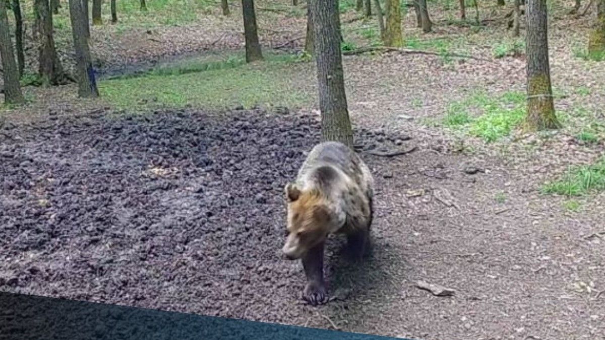 Ismét medve bandukol a Bükkben, a vadkamera is rögzítette (FOTÓ)