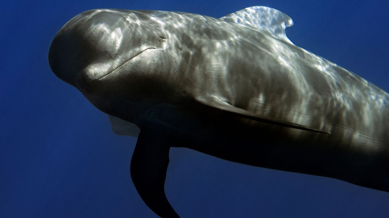 Pilot whale (Globicephala macrorhynchus). Tenerife, Canary Islands.