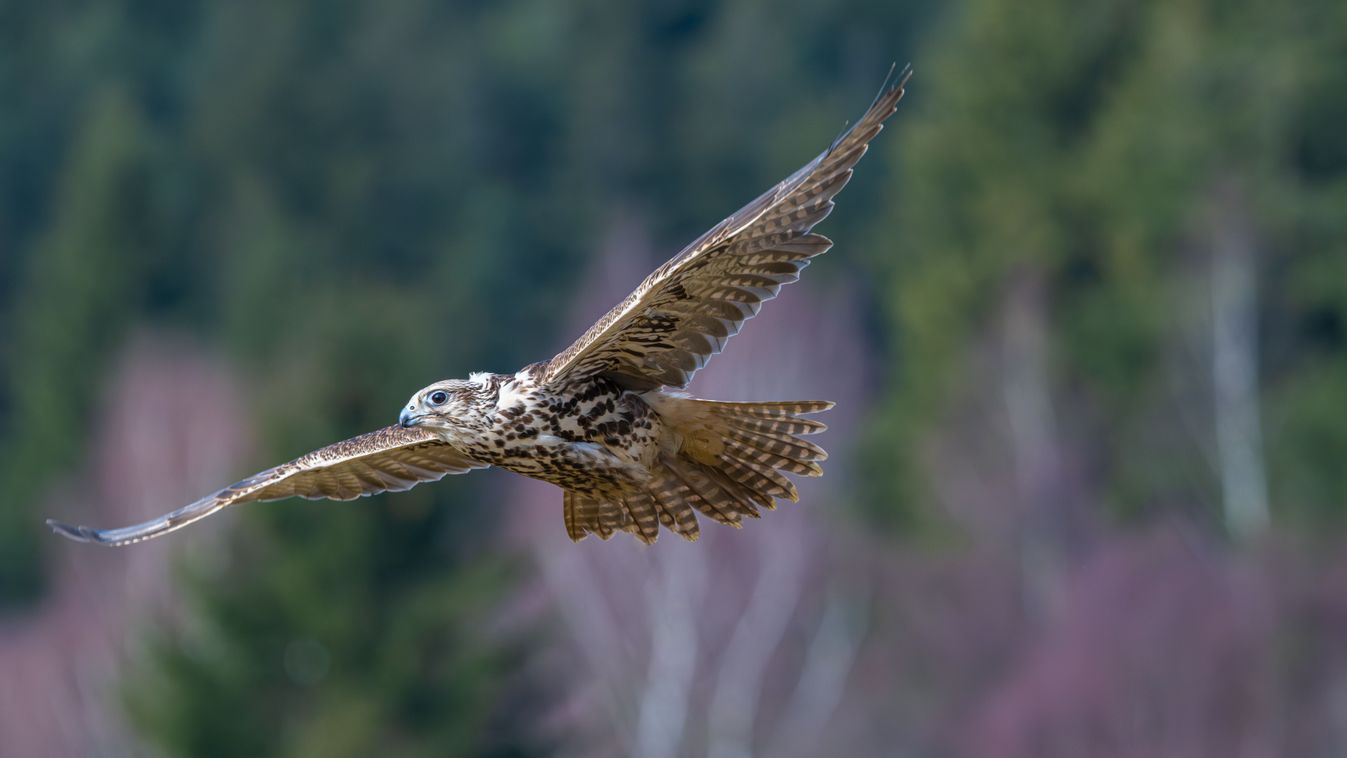 Saker,Falcon,,Falco,Cherrug,,In,Flight,Hunting,And,Diving,In