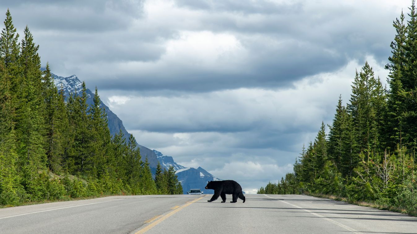 View,Over,The,Length,Of,The,Road,Of,The,Icefields