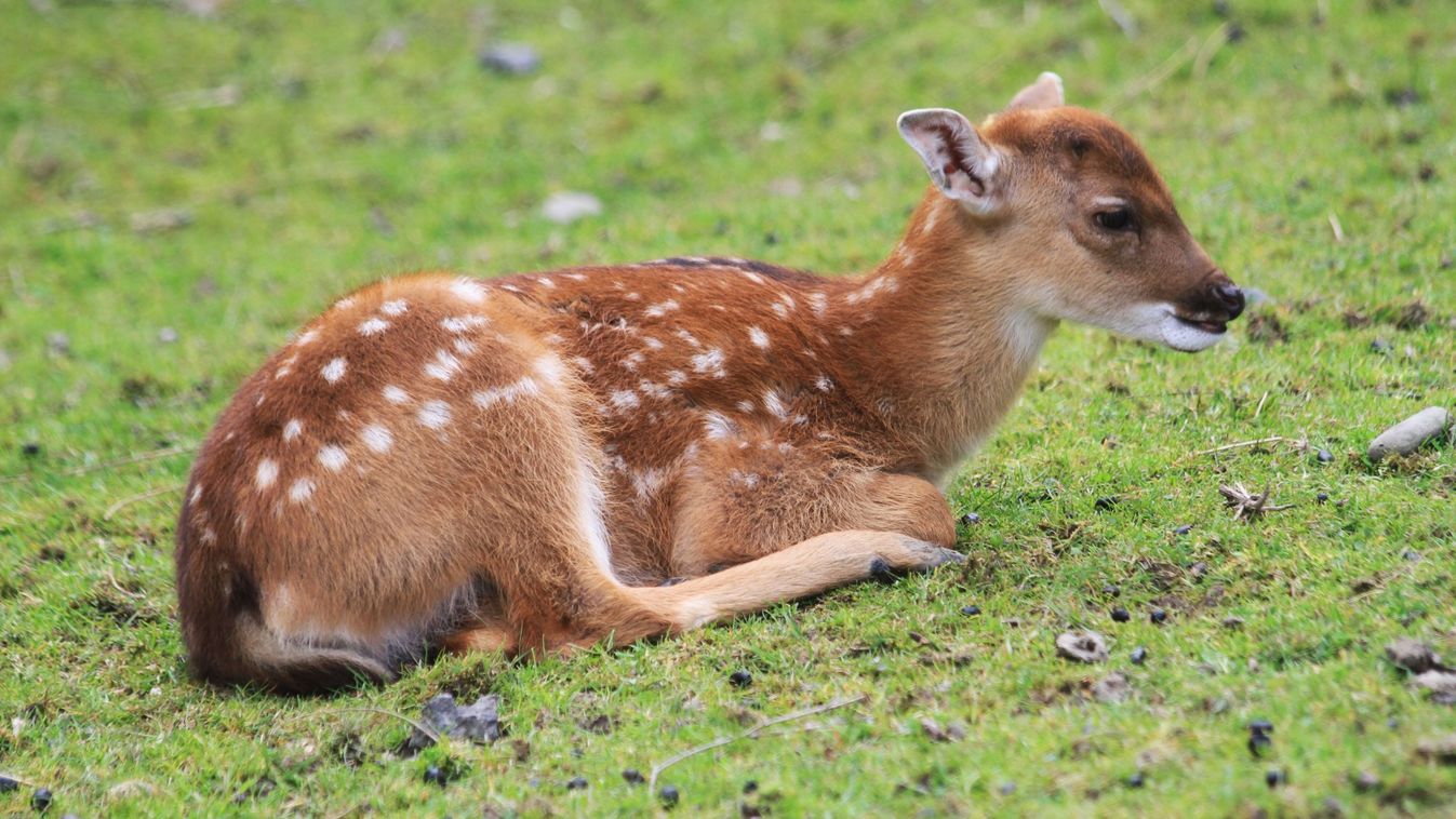 Wild,Deer,(dama,Mesopotamica),In,The,Green,Grass