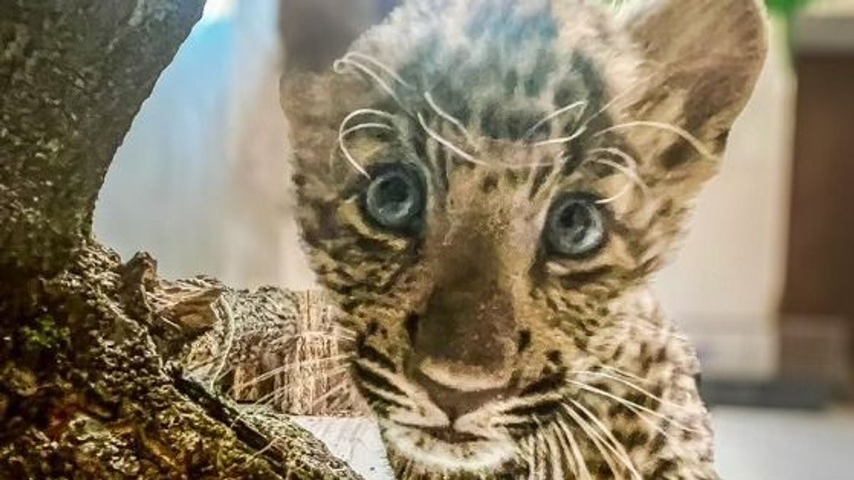 Bemutatkozott Poldi, a Szegedi Vadaspark legújabb lakója (VIDEÓ)