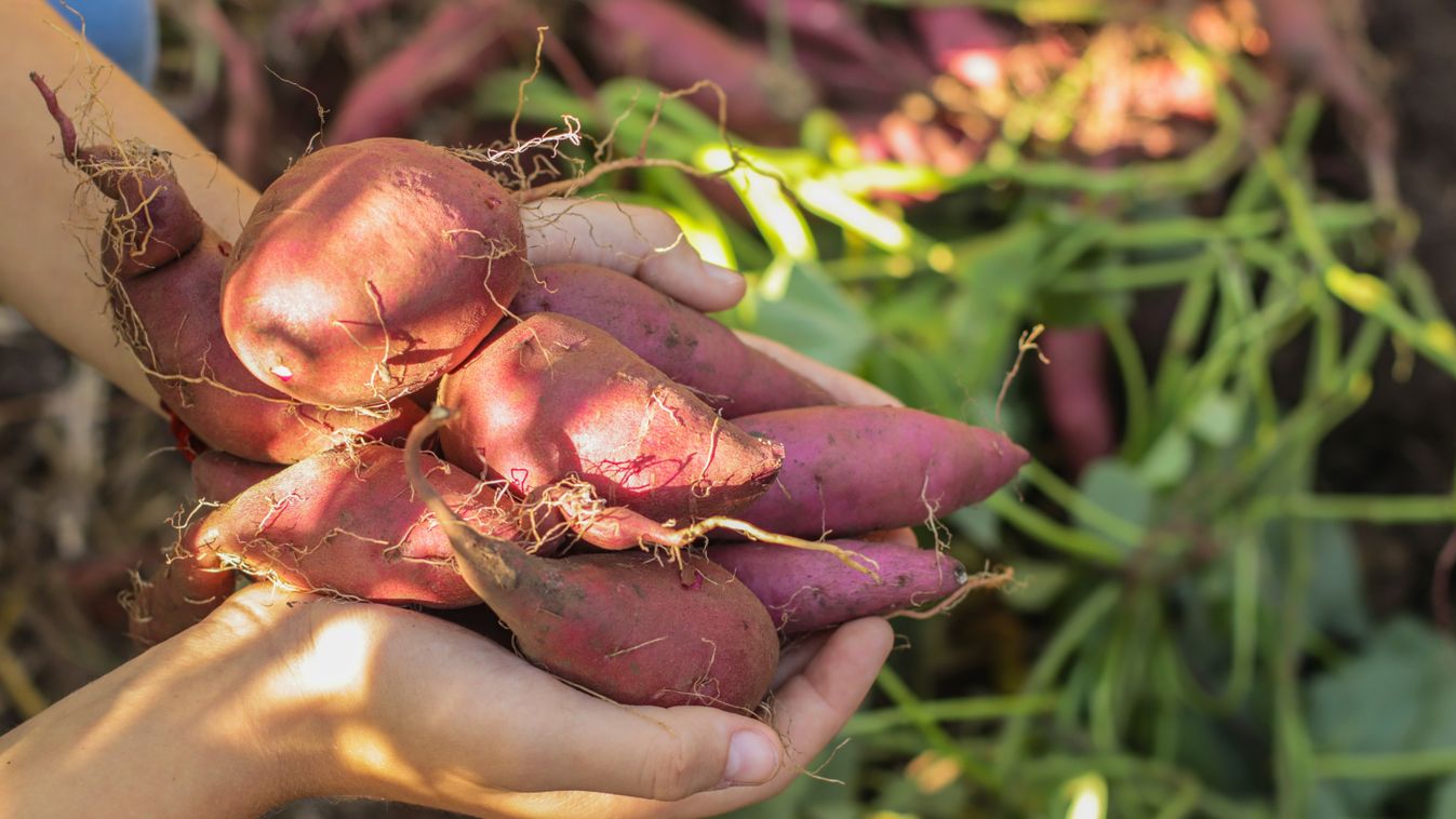 Sweet,Potato,Tubers,Harvest,Close-up,In,Hands,Against,The,Background