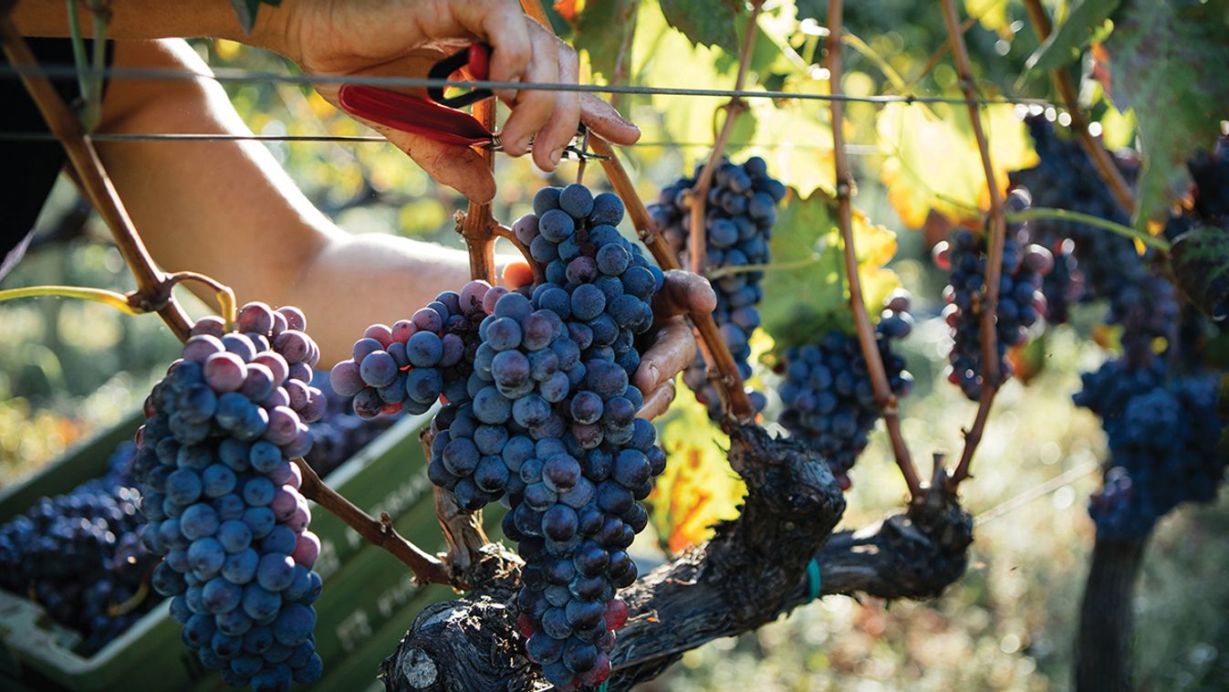 Harvest,Of,Grapes,With,Hands,–,Italian,Vineyard,On,Mount