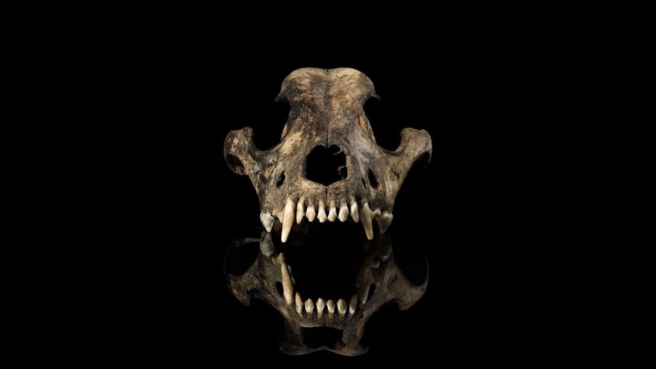 Dog,Skull,Front,View,Isolated,Black,Background,With,Mirror,Reflection