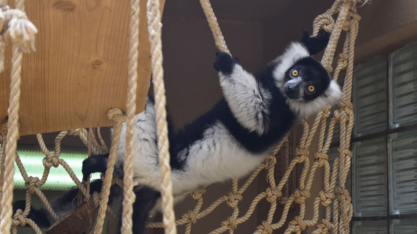 Lemur,Vari,-,Black-and-white,Ruffed,Lemur