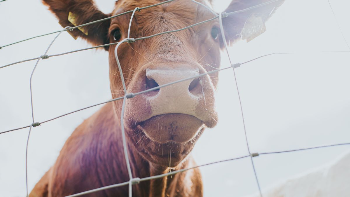 Aggasztó megbetegedéseket okoz a madárinfluenza a tengerentúlon, nyakunkon az újabb járvány?