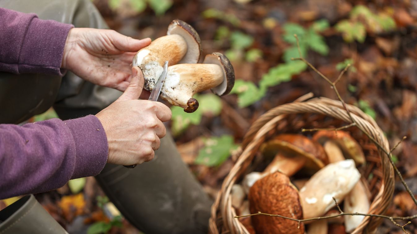 A,Woman,In,A,Forest,Picking,Up,Mushrooms.,The,Search