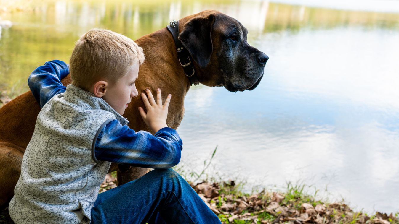 Blond,Boy,With,A,Large,Brown,Dog,,English,Mastiff,Are