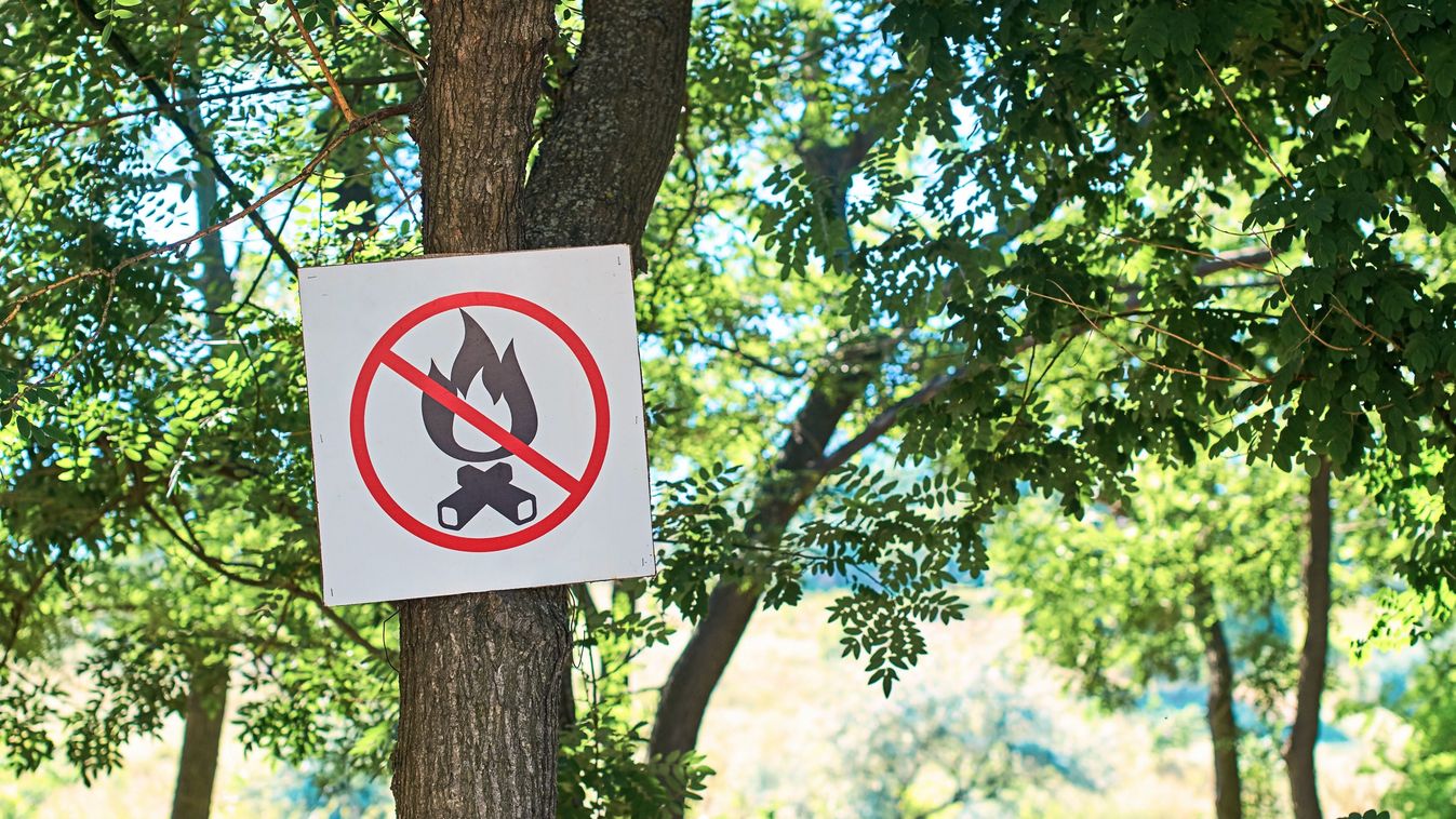 No,Fire,Sign,In,A,Summer,Forest