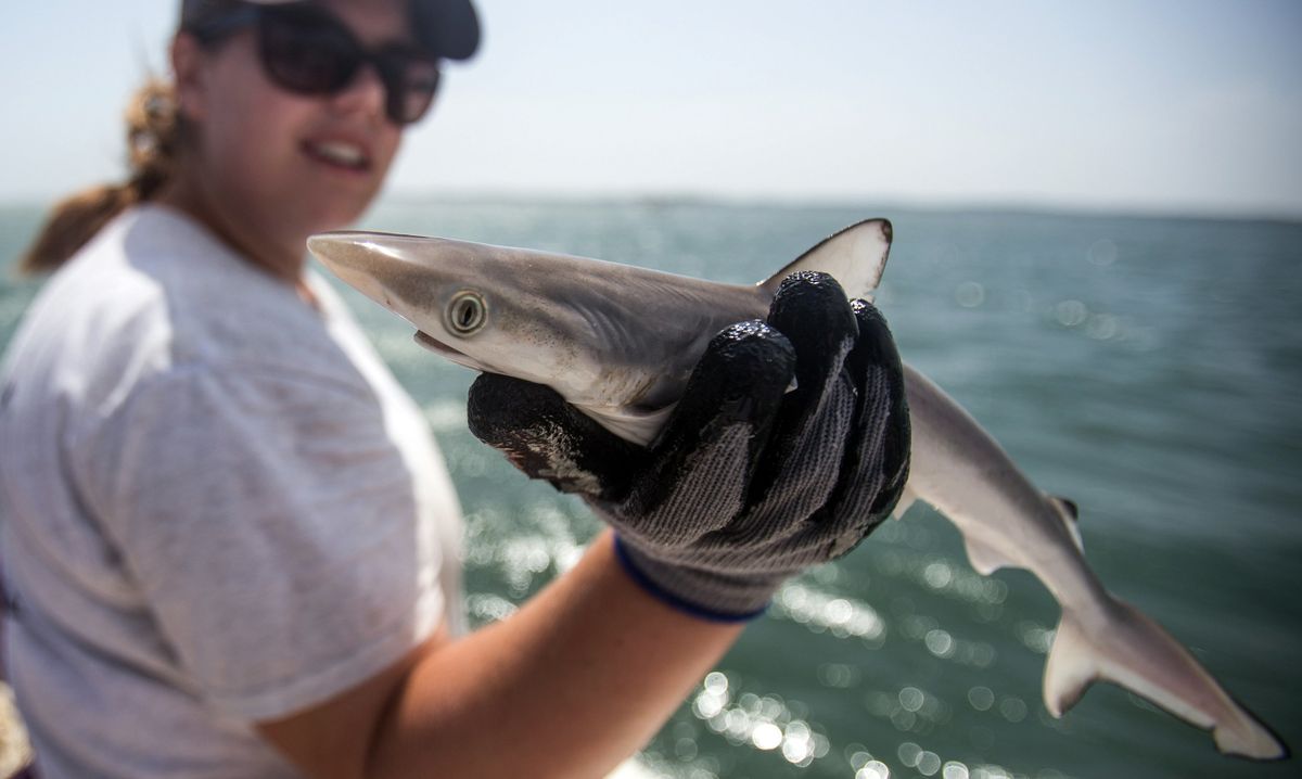 Scientists use bait and hooks to explore the lives of sharks