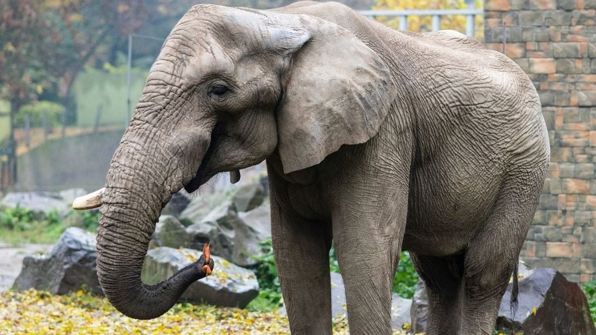 Megérkezett Jambo, a Nyíregyházi Állatpark legújabb afrikai elefántja (VIDEÓ)