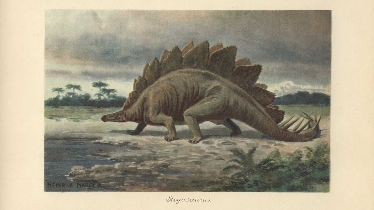 Stegosaurus