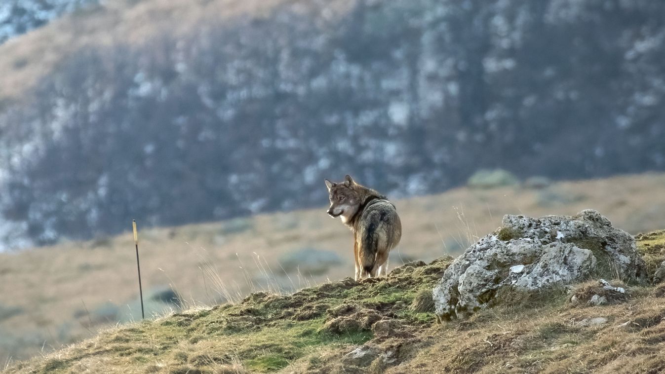 Wild,Italian,Wolf,,Also,Called,Apennine,Wolf,(canis,Lupus,Italicus),