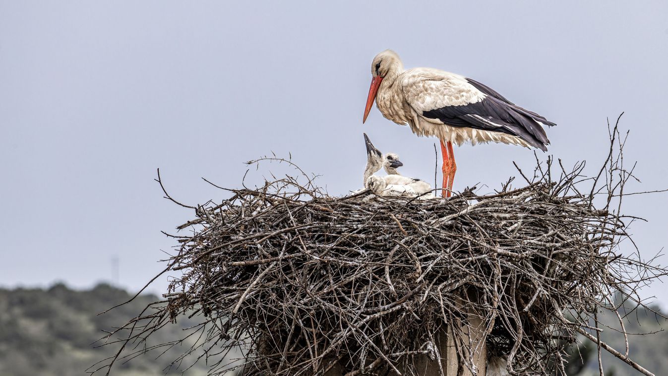 The,Fascinating,White,Storks,,Ciconia,Ciconia,At,Odiaxere,In,The