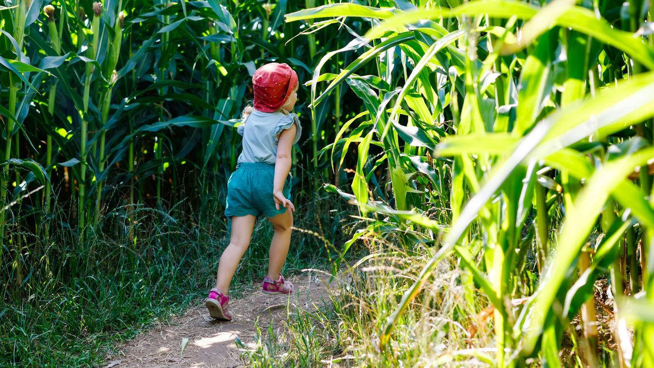 Happy,Little,Toddler,Girl,Playing,On,Corn,Labyrinth,Field,On