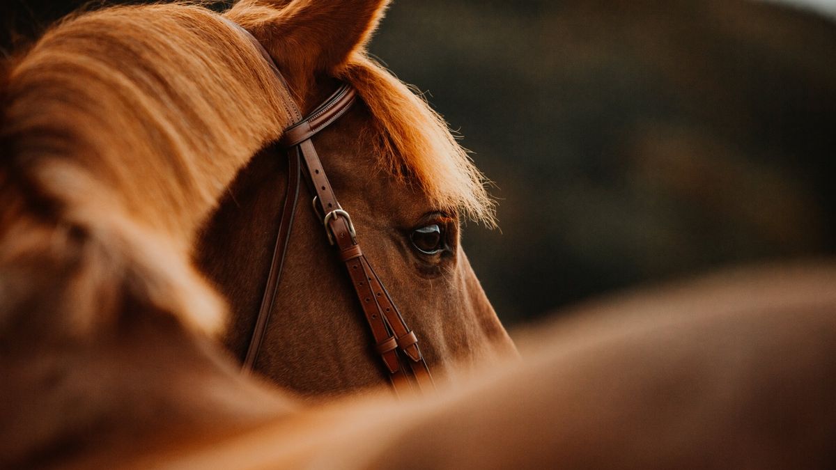Kóbor lovak grasszálnak Sepsiszentgyörgyön, az emberek már az autóikat féltik