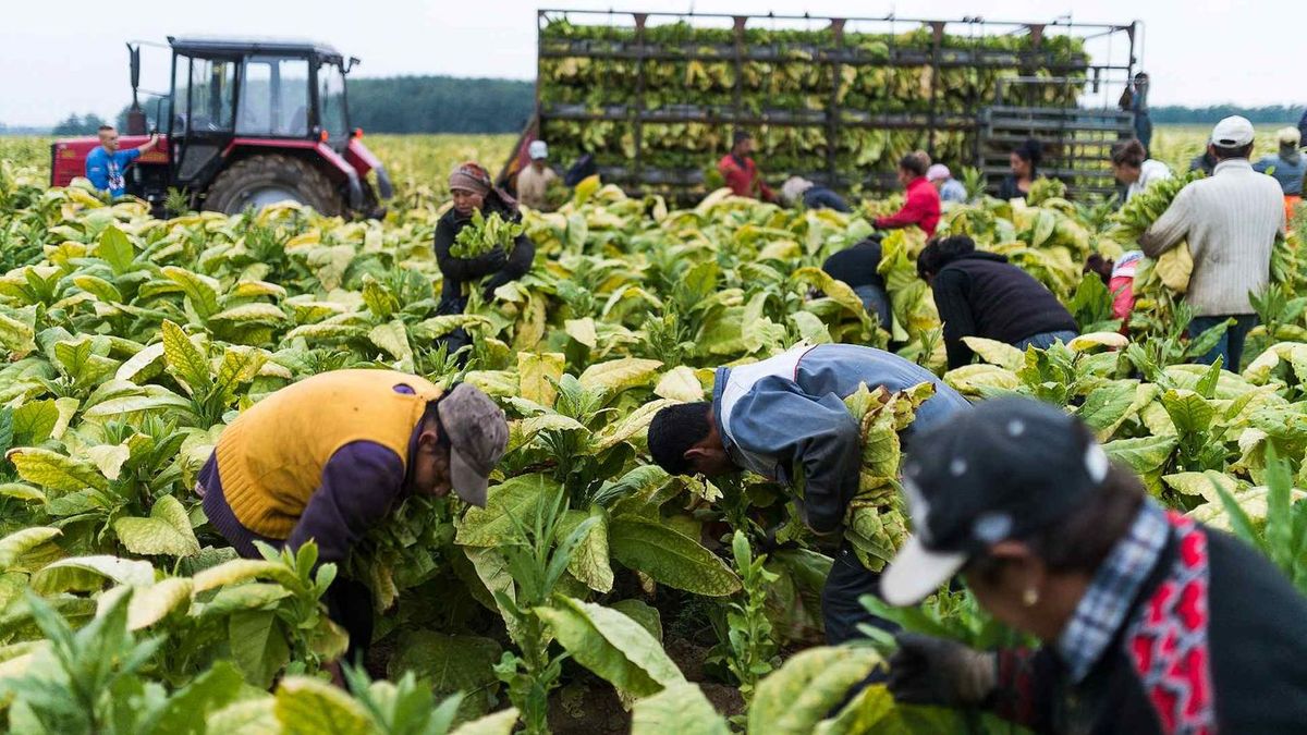 Elkészült a vendégmunkásokra vonatkozó szabályozás, közzétették a részleteket
