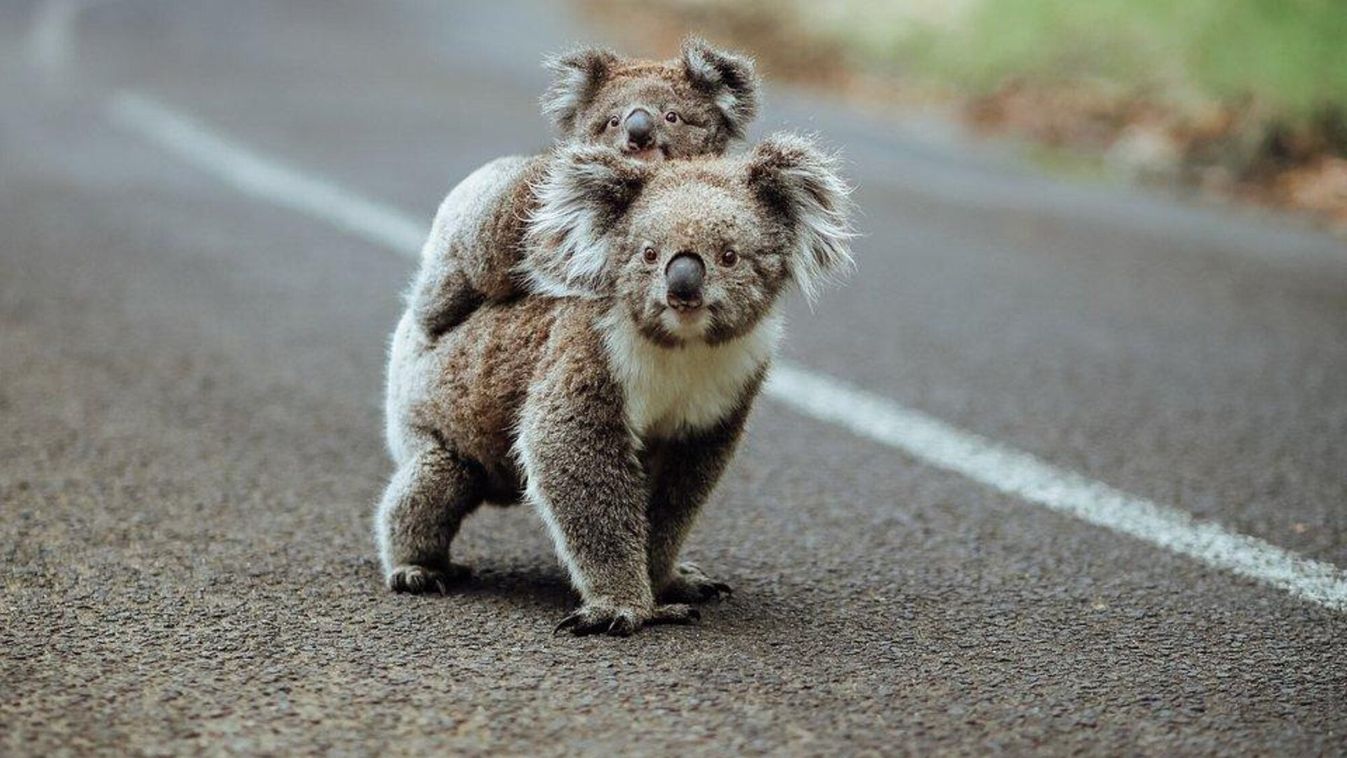 Cola,Bear,Crossing,The,Road