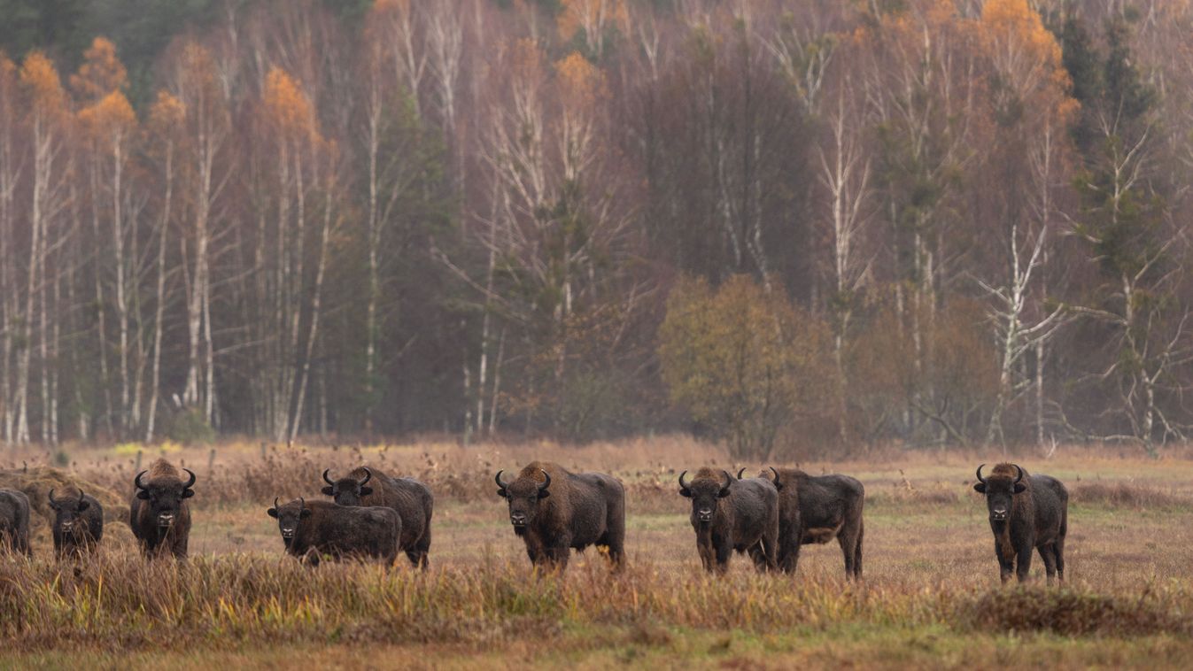 Group,Of,European,Bison,During,Rain,In,Bialowieza,National,Park.