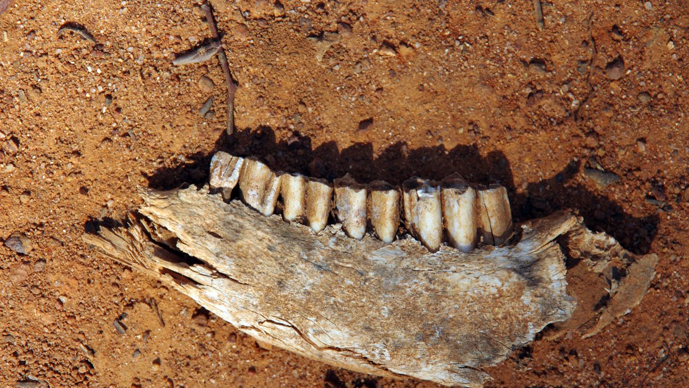 Animal jawbone with teeth on a red dirt walking trail