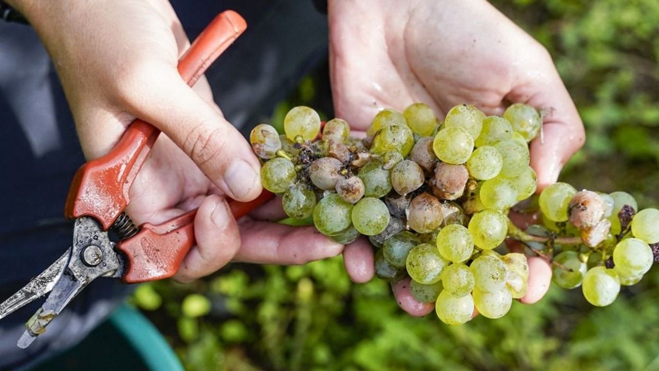 FRANCE - GRAPE HARVEST